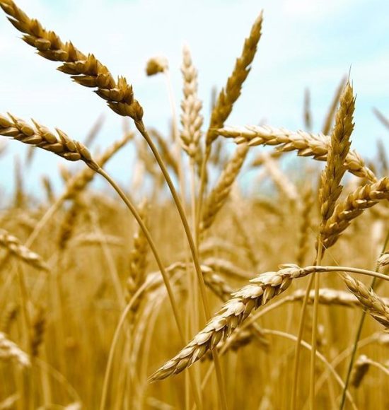 Crop Science Operations to Stay with SGS